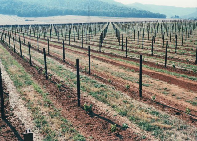 1991 - A further expansion of the vineyard sees it double in size
